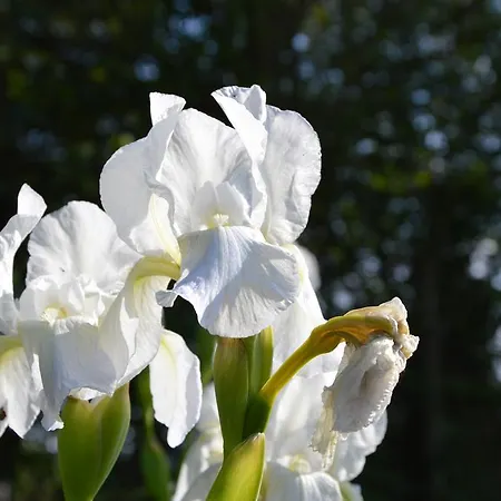Tenuta Buon Respiro * Orvieto