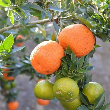 Tenuta Buon Respiro * Orvieto